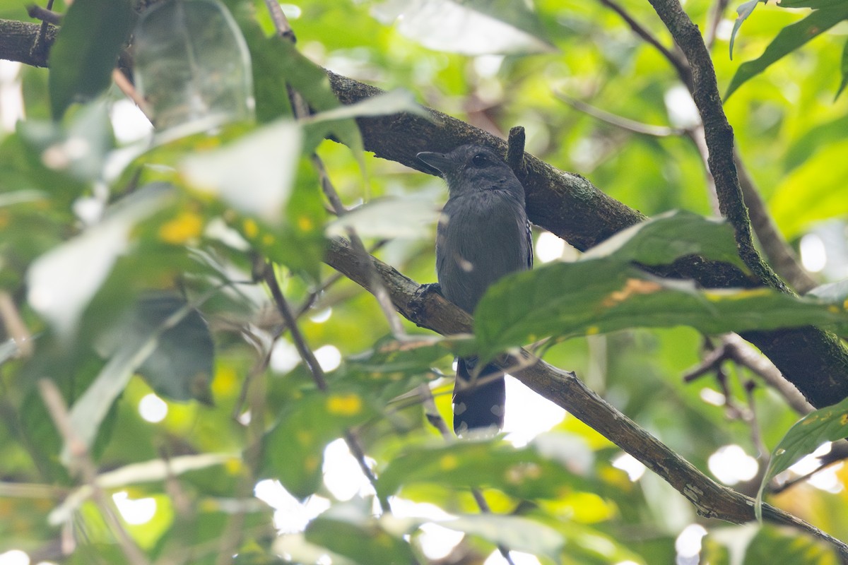 Northern Slaty-Antshrike - ML616568715