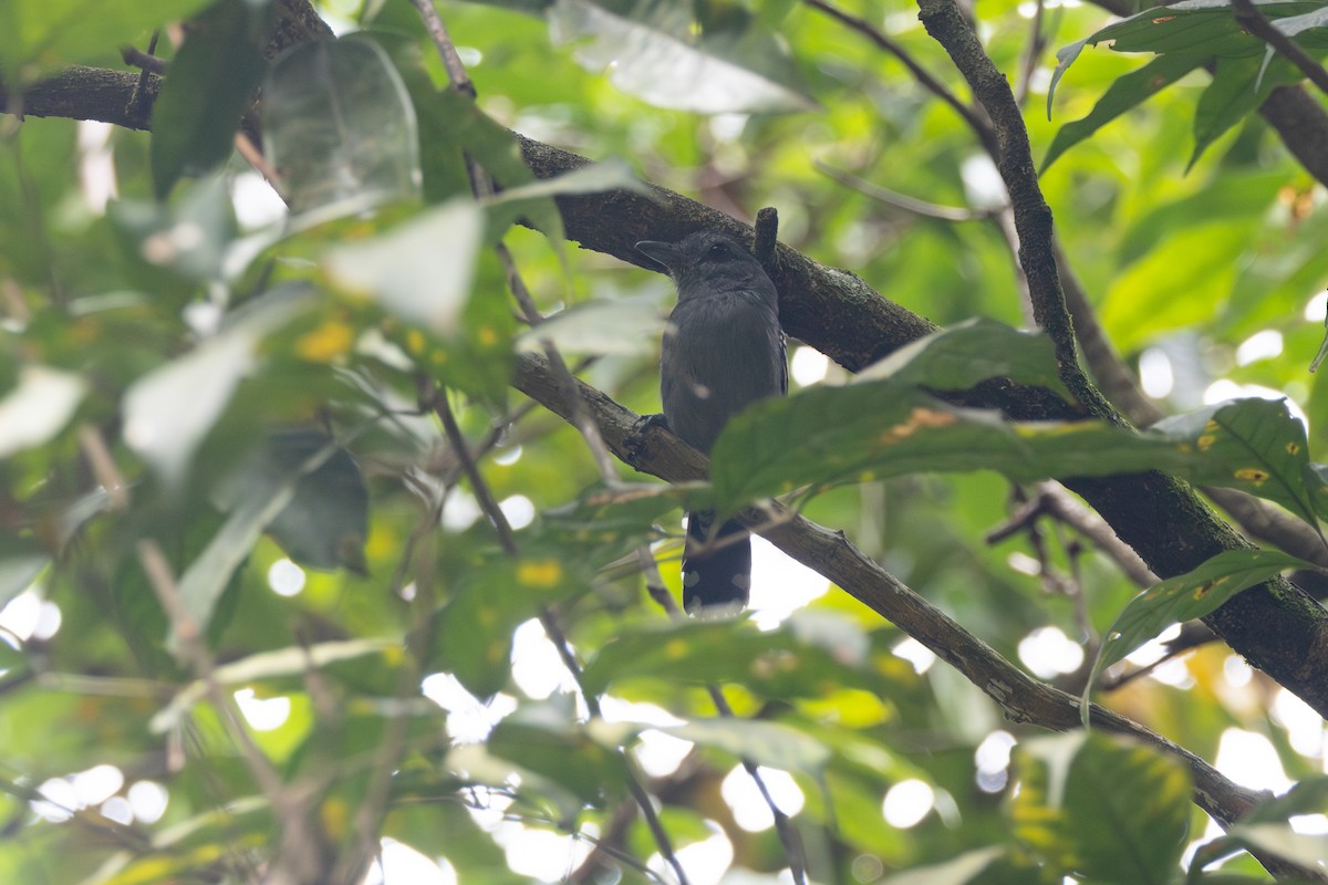 Northern Slaty-Antshrike - ML616568716