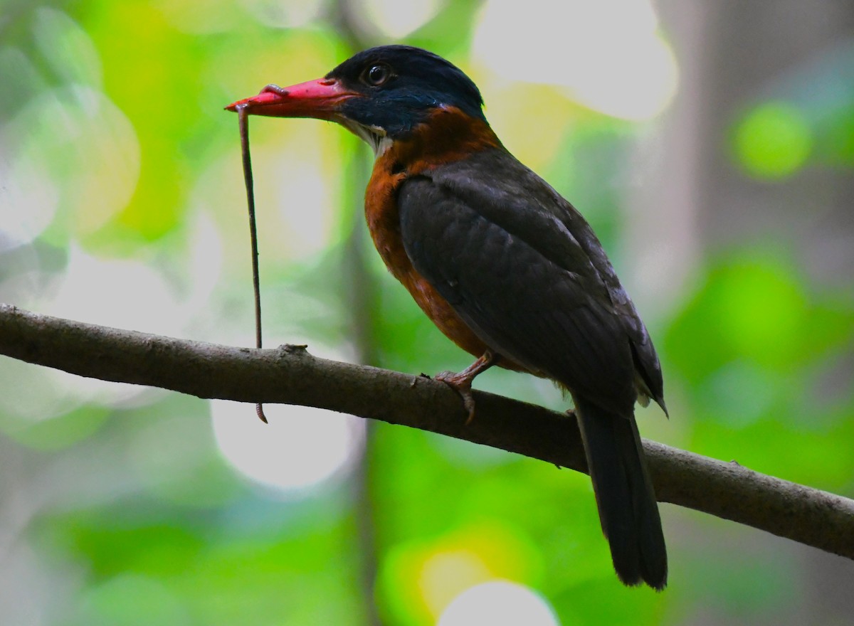 Green-backed Kingfisher - Timothy White