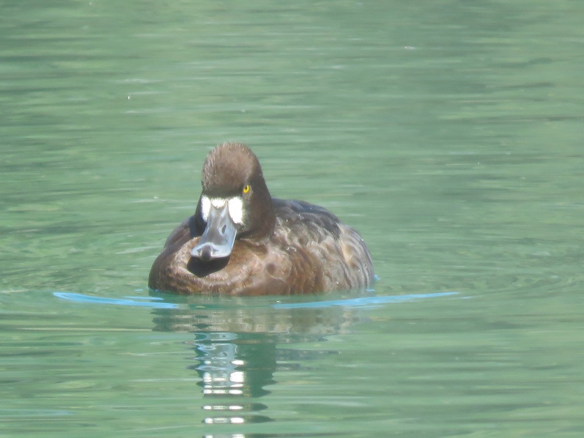 Lesser Scaup - Anonymous