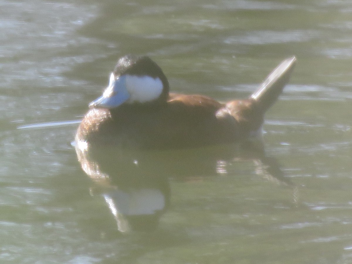 Ruddy Duck - Anonymous