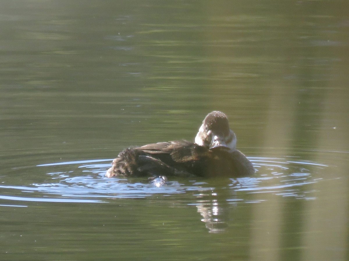 Ruddy Duck - ML616568756