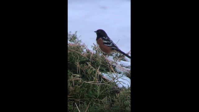 Spotted Towhee - ML616568862