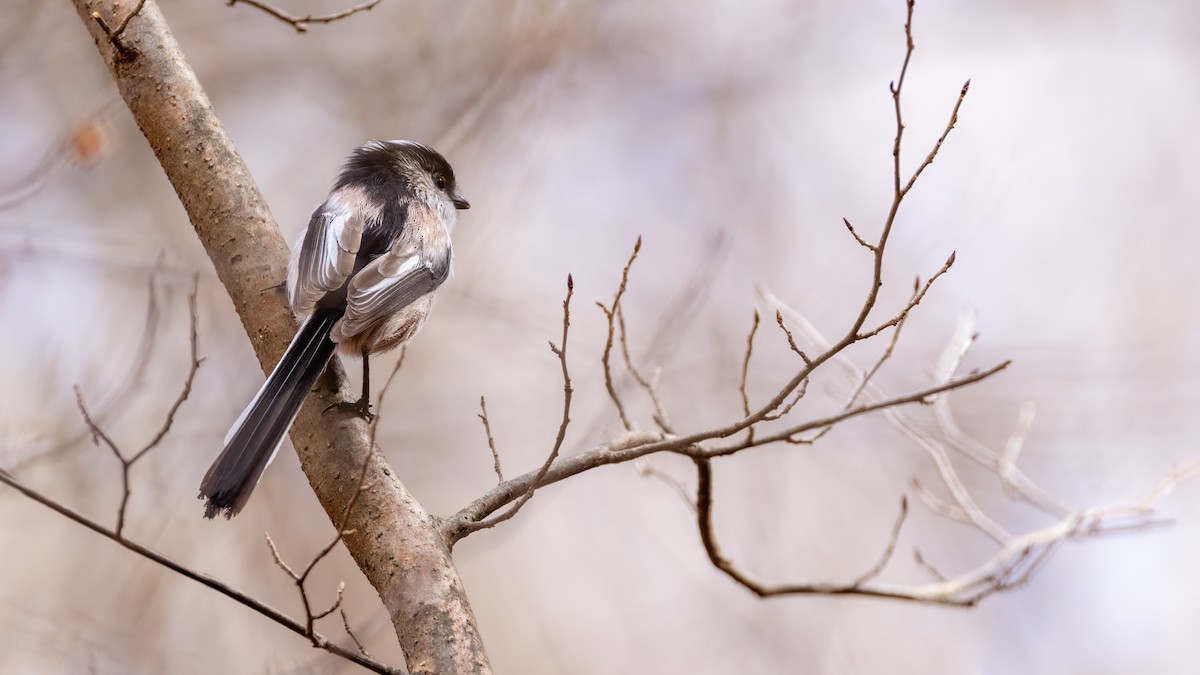 Long-tailed Tit - ML616569032