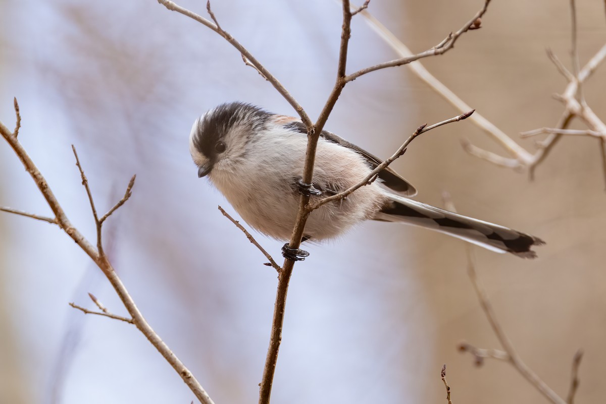 Long-tailed Tit - ML616569061