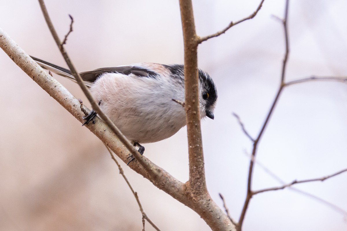 Long-tailed Tit - ML616569063