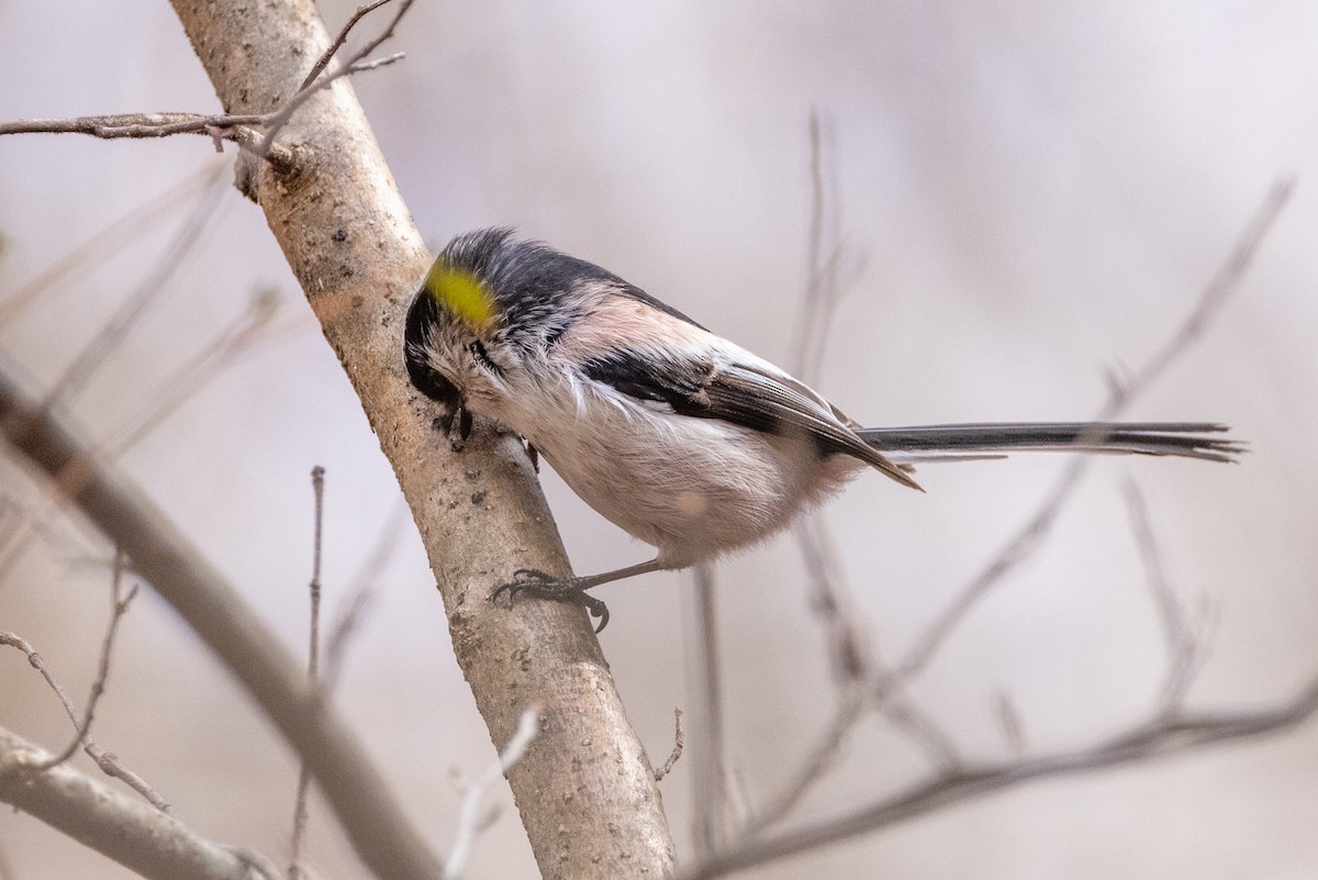 Long-tailed Tit - ML616569072