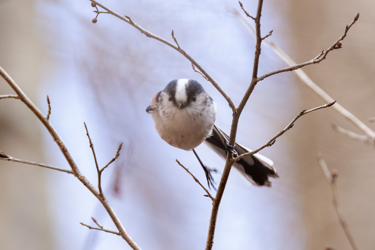 Long-tailed Tit - ML616569078