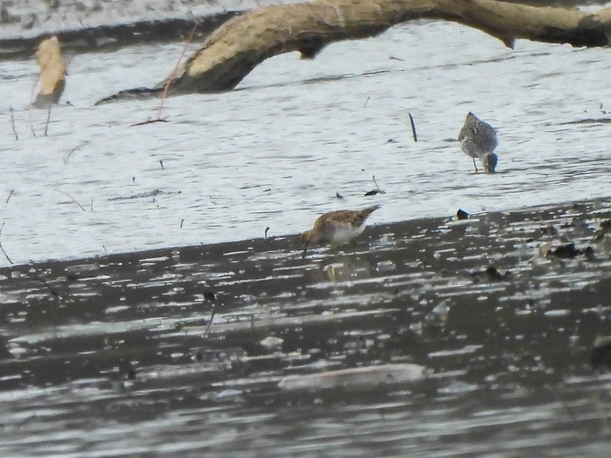 Pectoral Sandpiper - Susan Brauning