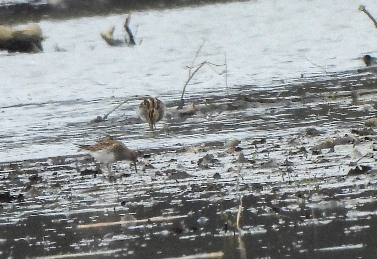 Graubrust-Strandläufer - ML616569112