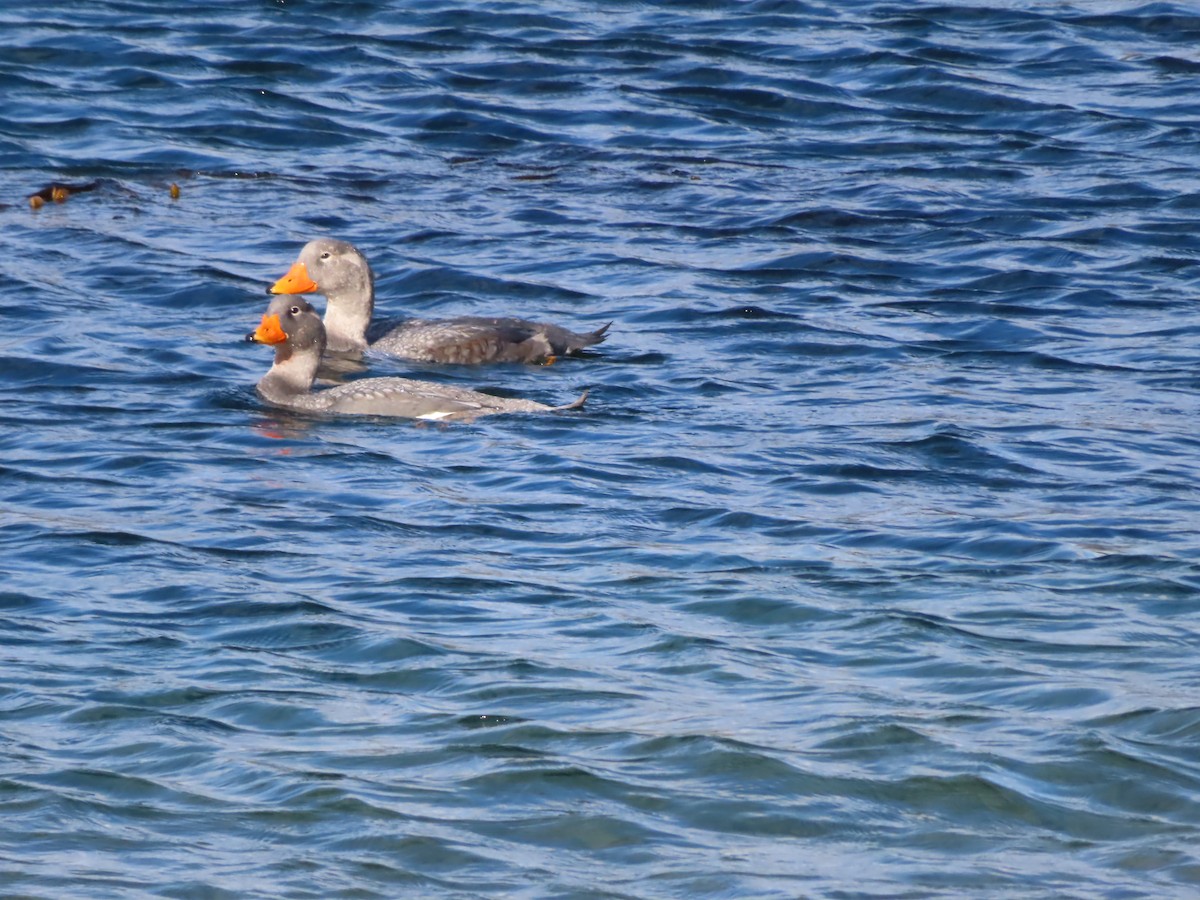 Flightless Steamer-Duck - ML616569144