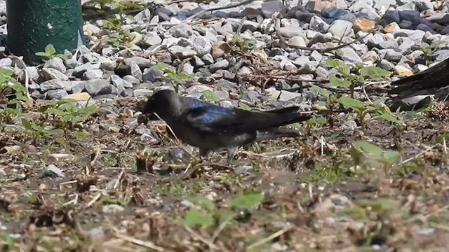 Purple Martin - ML616569149