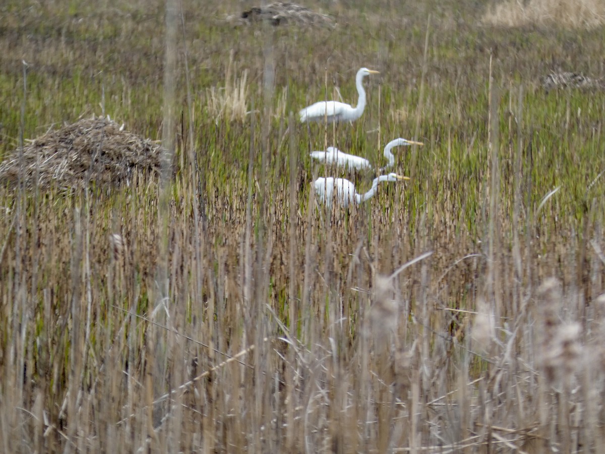 Great Egret - ML616569151