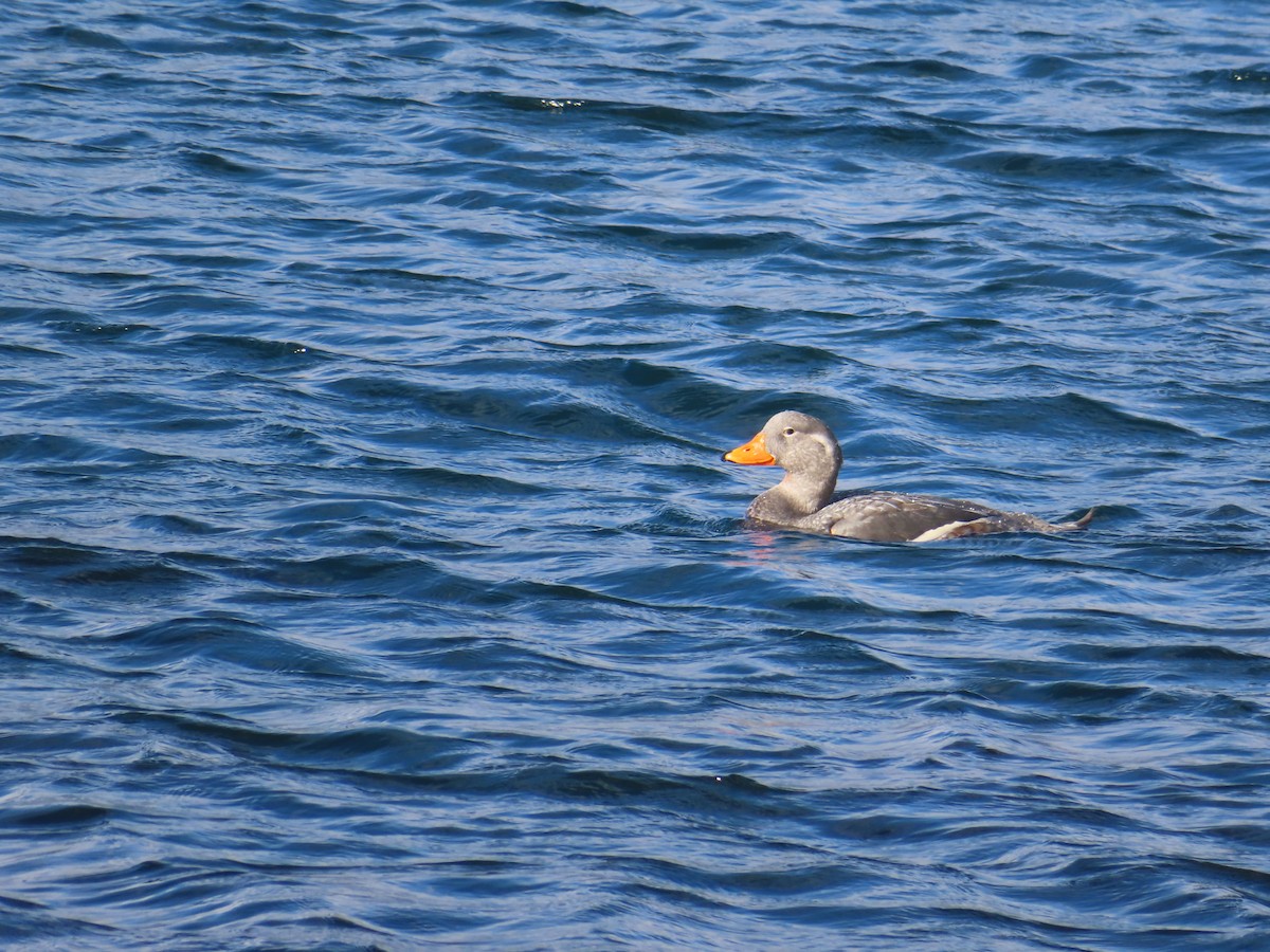 Flightless Steamer-Duck - ML616569158