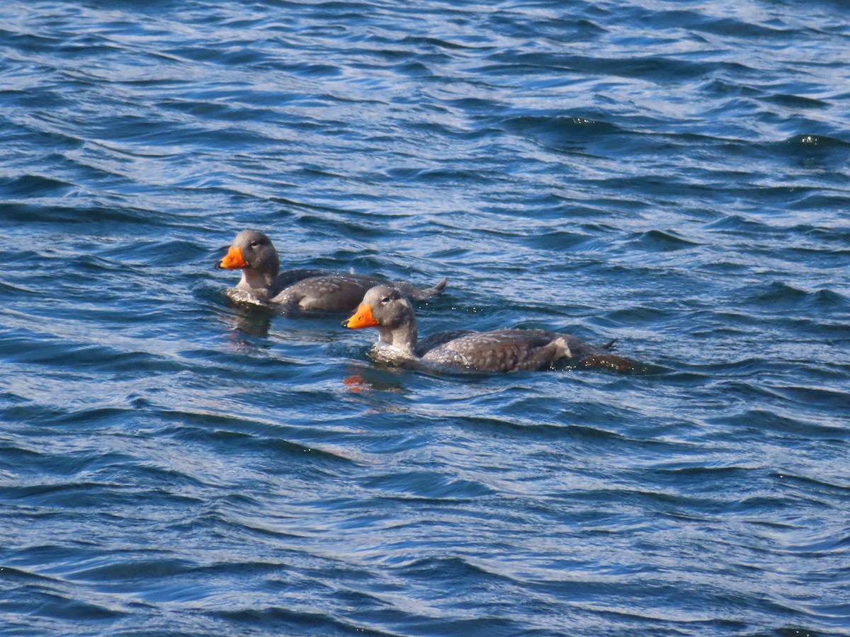 Flightless Steamer-Duck - ML616569177