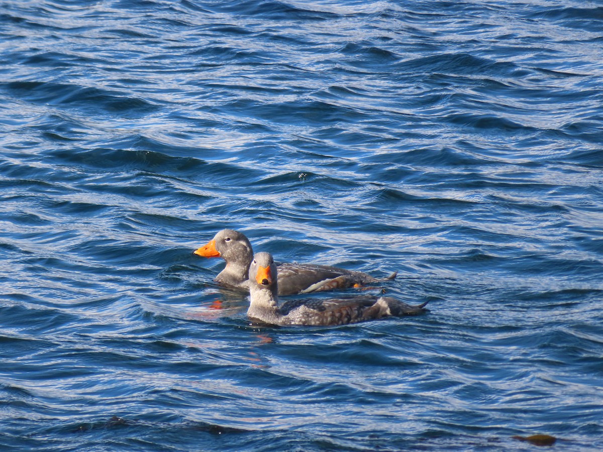 Flightless Steamer-Duck - ML616569182