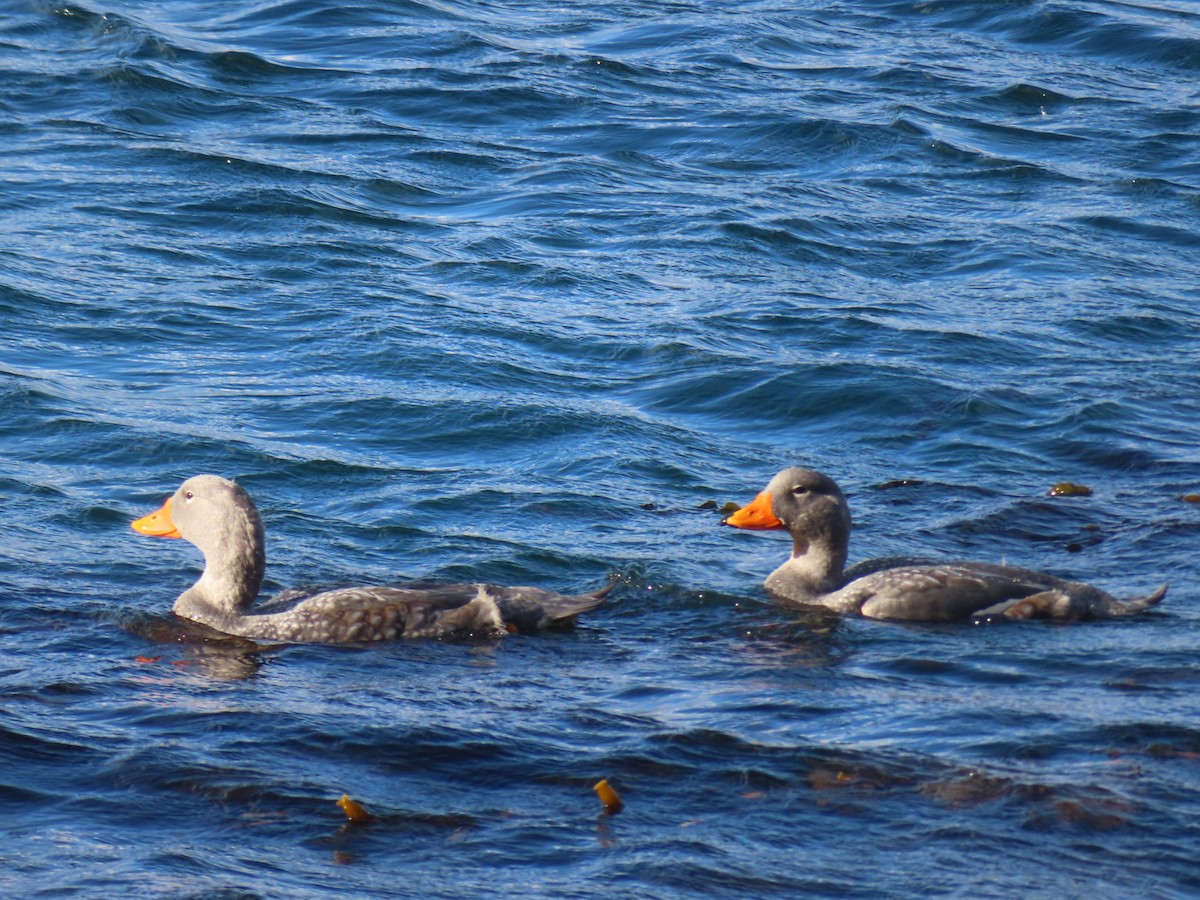 Flightless Steamer-Duck - ML616569197