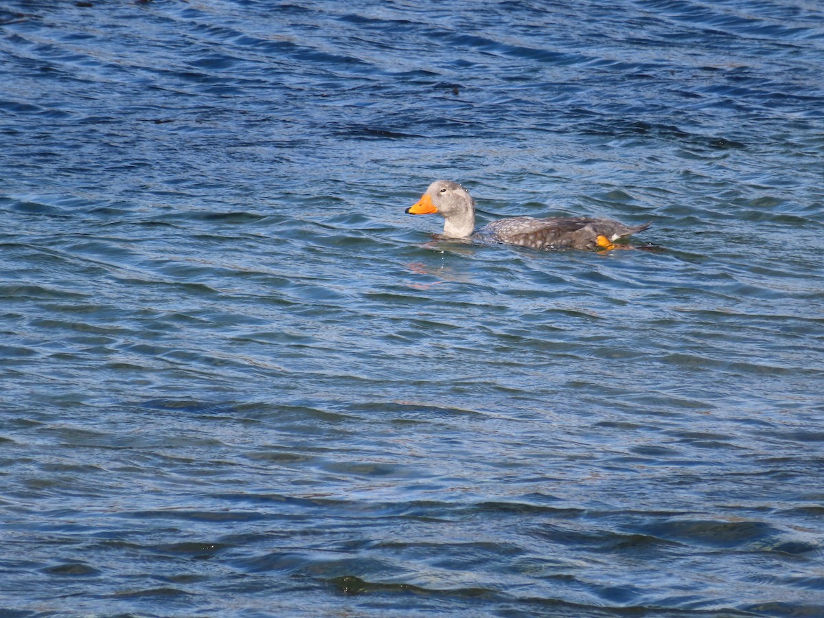 Flightless Steamer-Duck - ML616569226