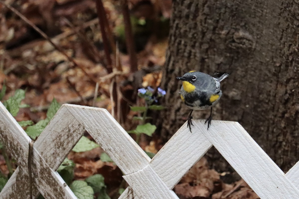 Yellow-rumped Warbler (Audubon's) - ML616569230