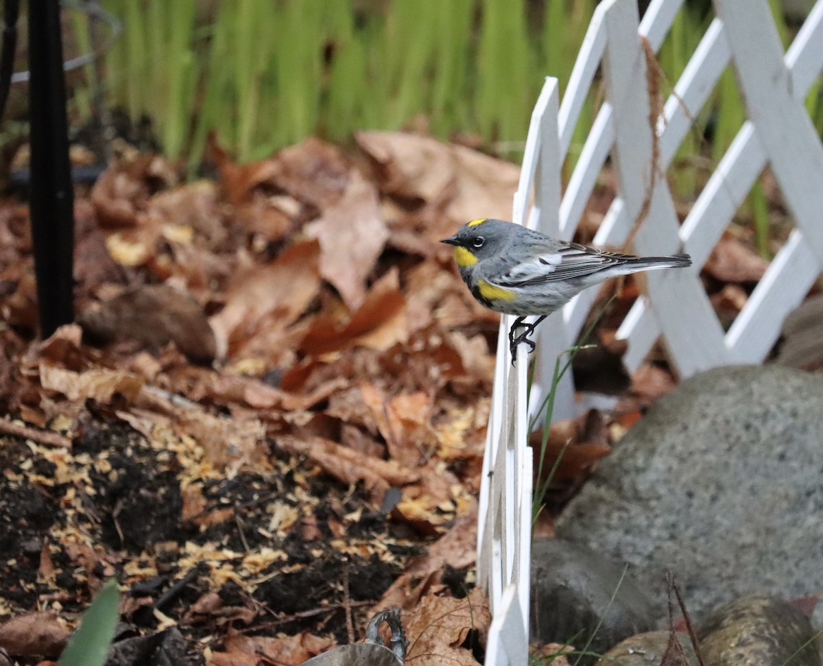 Yellow-rumped Warbler (Audubon's) - ML616569232