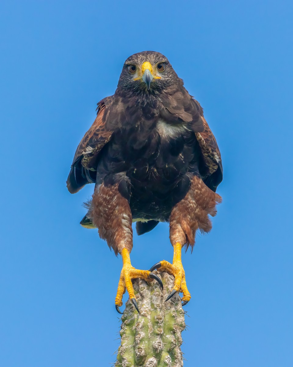 Harris's Hawk - Jhonathan Miranda - Wandering Venezuela Birding Expeditions