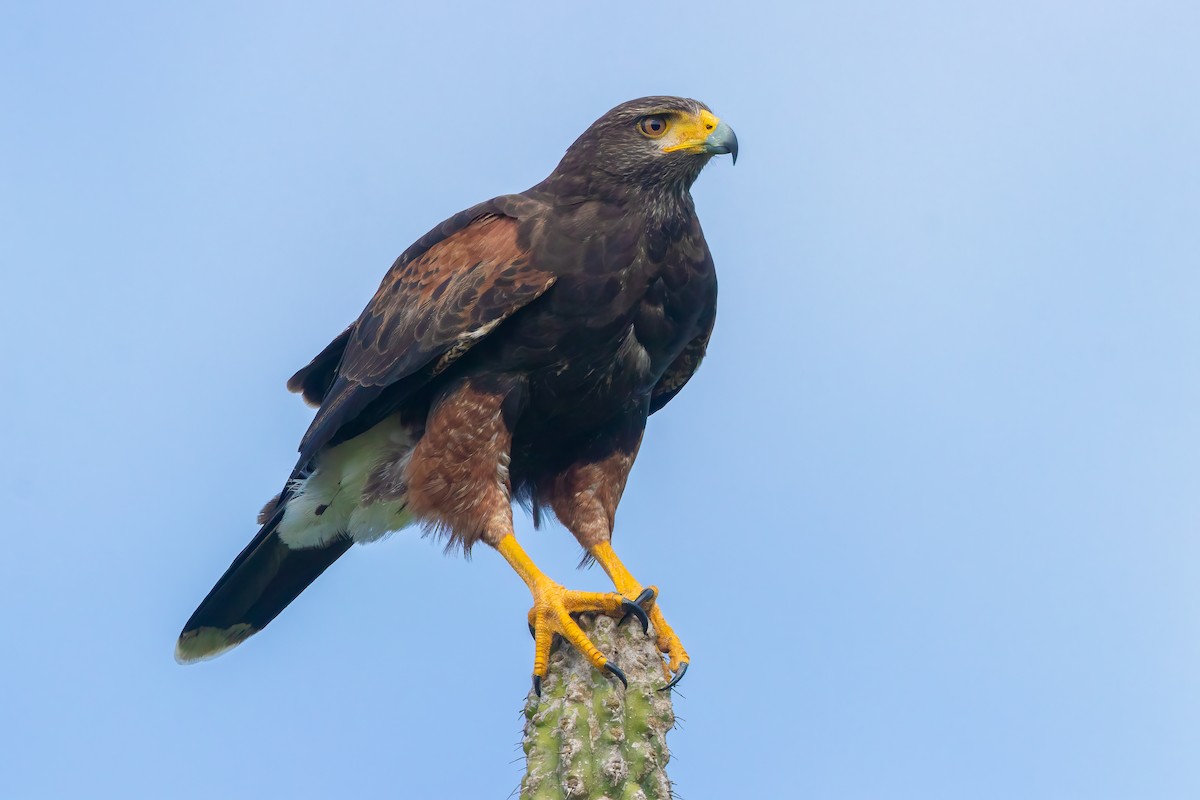 Harris's Hawk - ML616569241