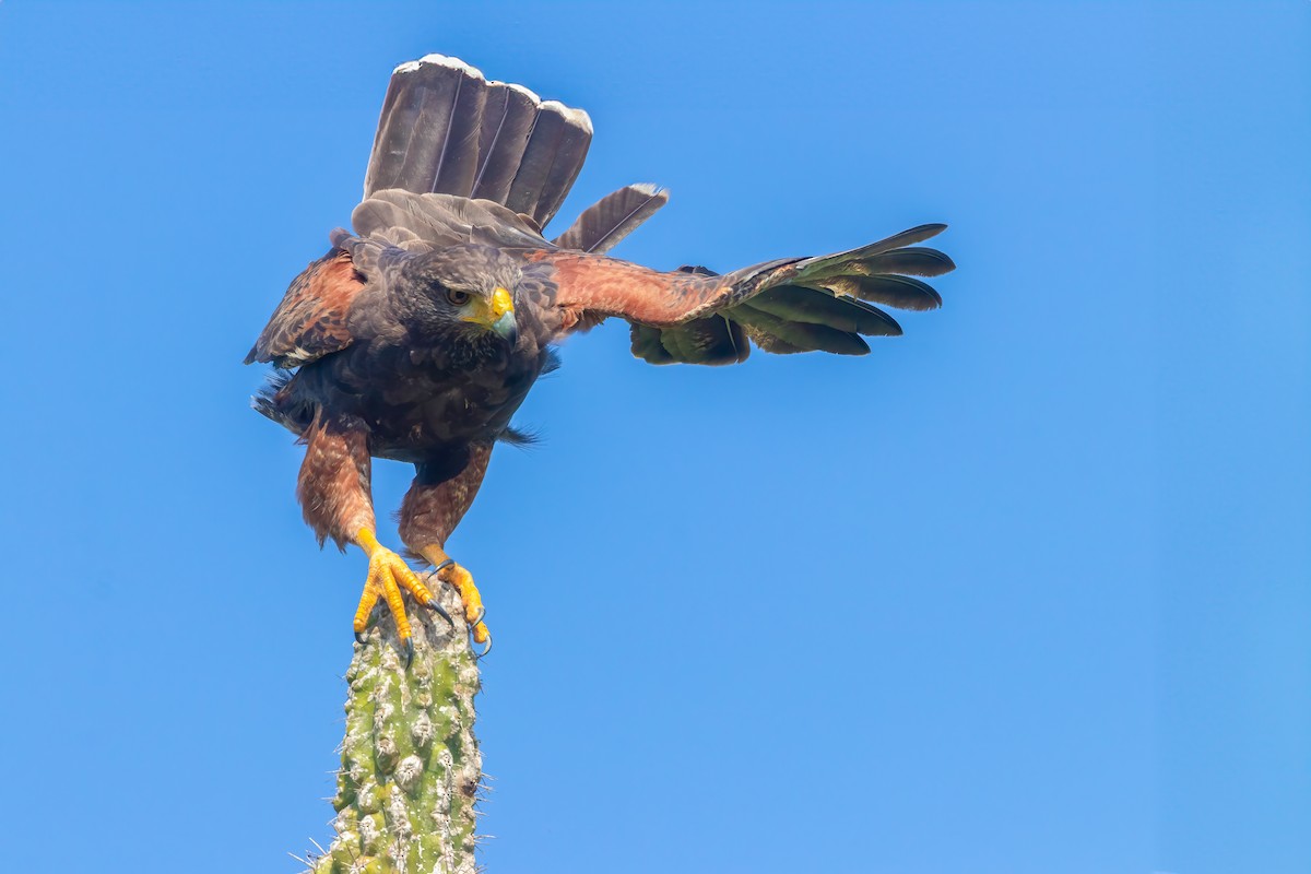 Harris's Hawk - ML616569242