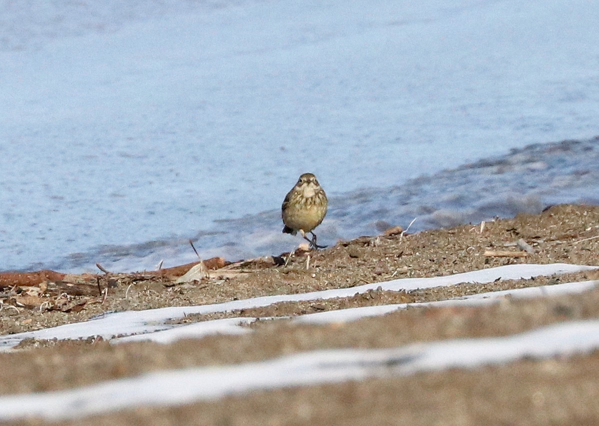 American Pipit - Mark Brown