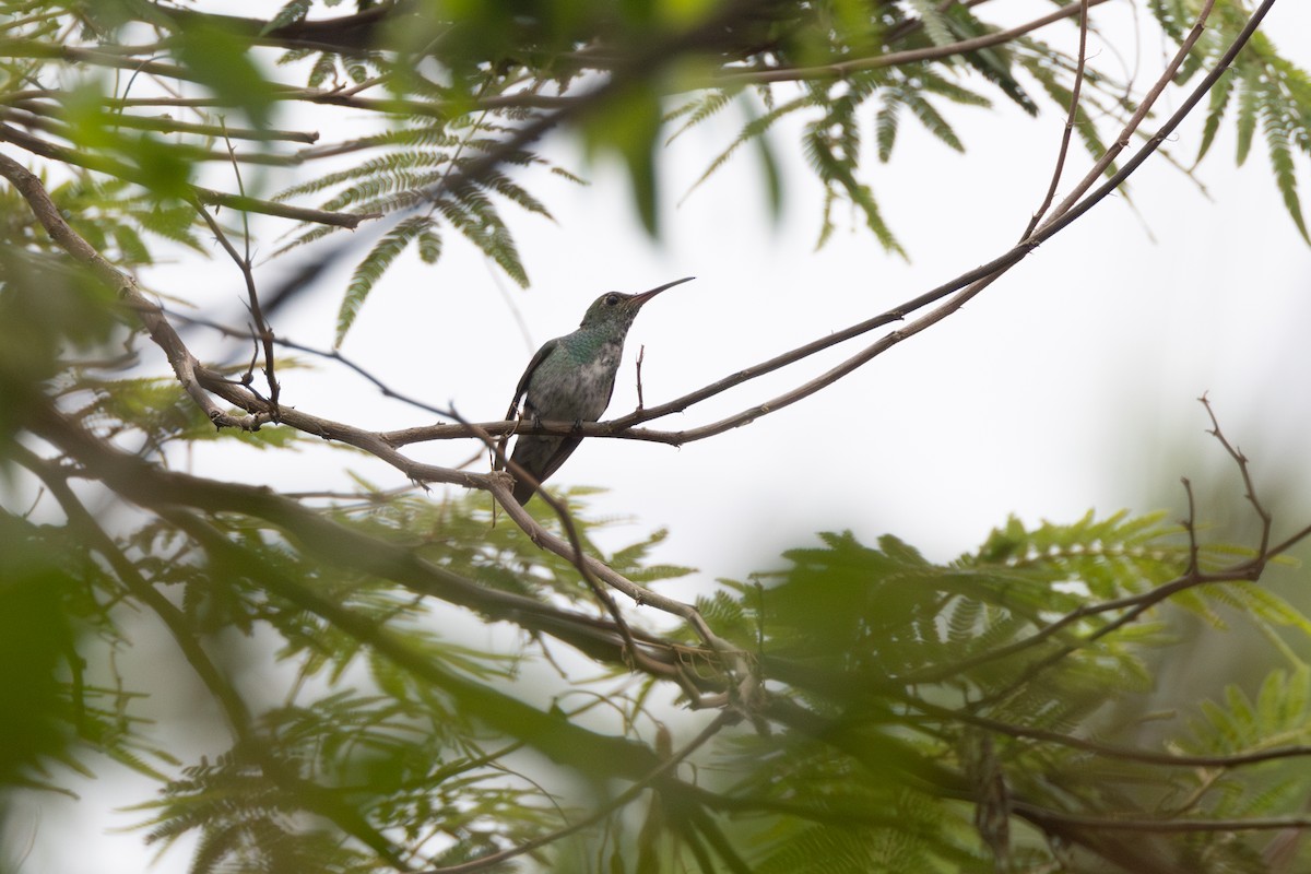 Glittering-throated Emerald - ML616569305