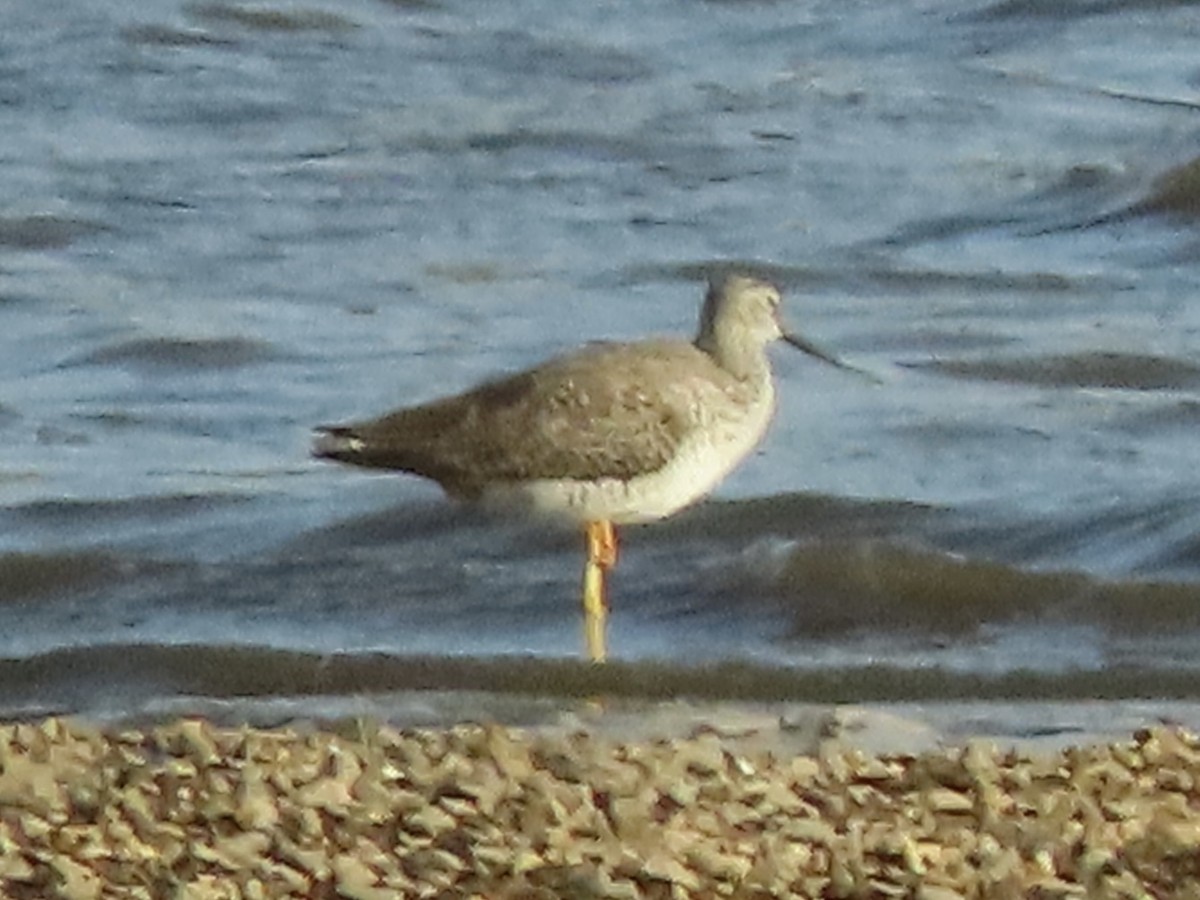 Greater Yellowlegs - ML616569309