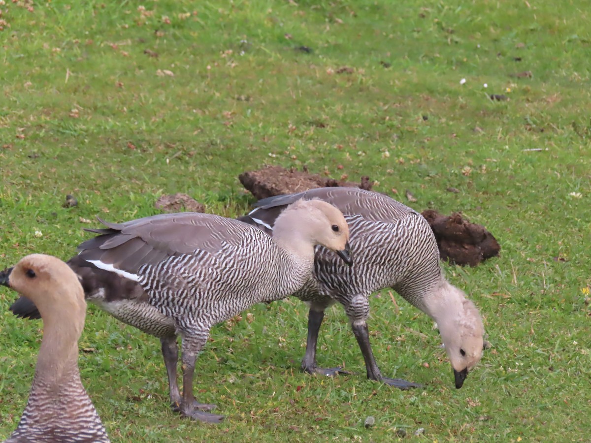 Upland Goose - Nilo Mitra