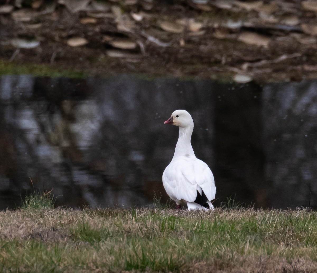 Ross's Goose - Ron Hoff Dollyann Myers