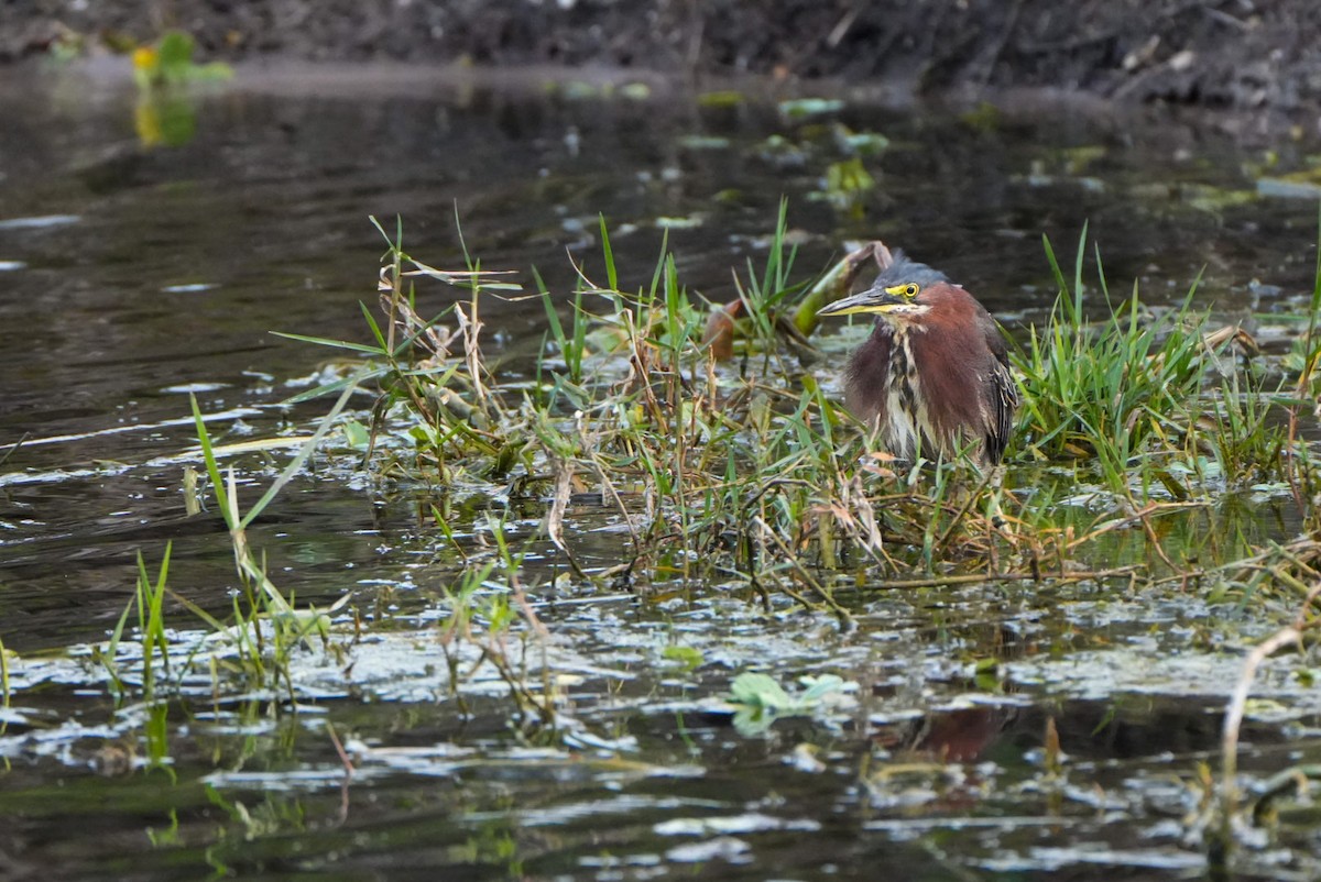 Green Heron - ML616569401