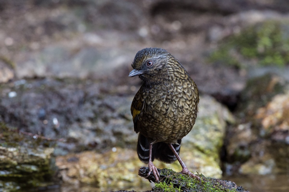 Scaly Laughingthrush - ML61656941