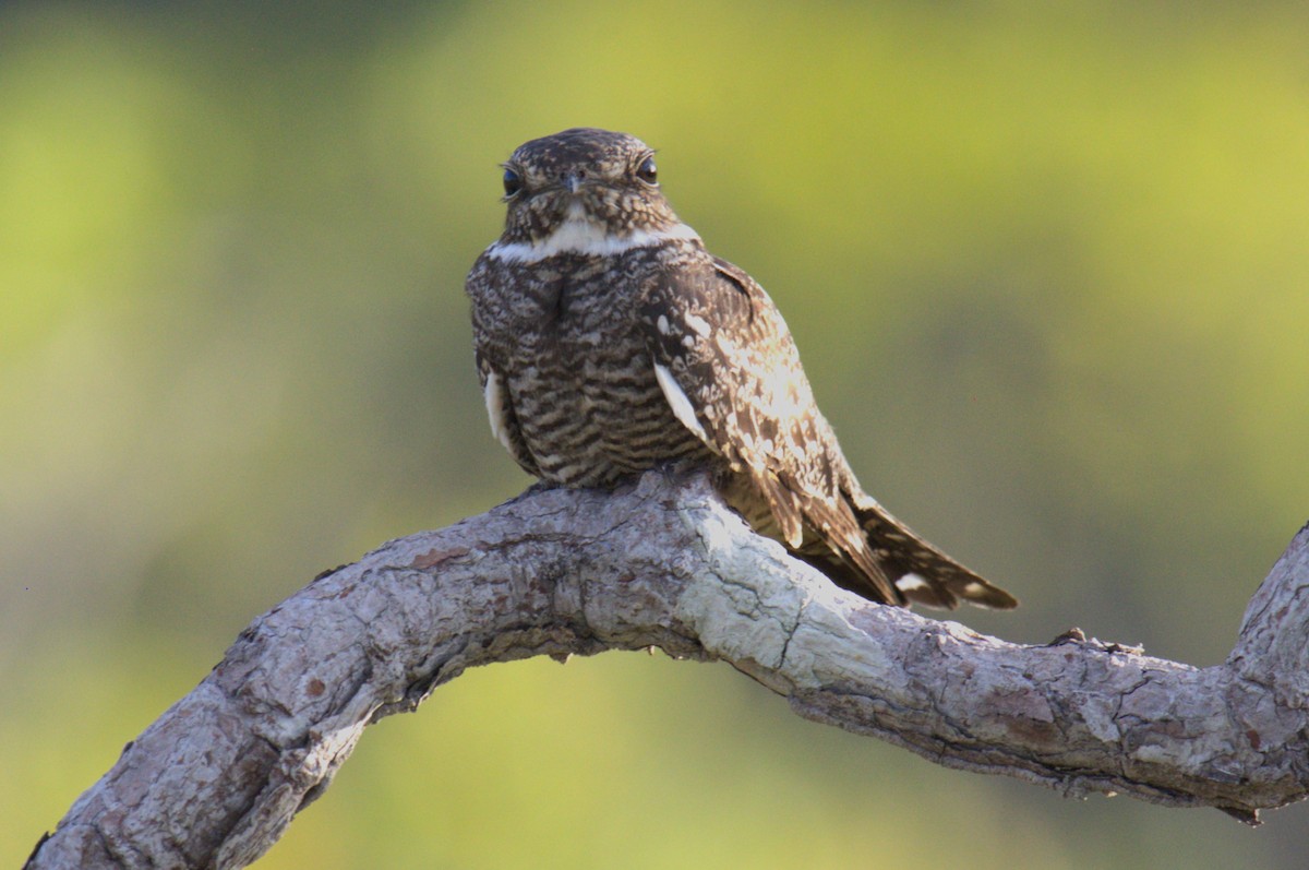 Lesser Nighthawk - ML616569446