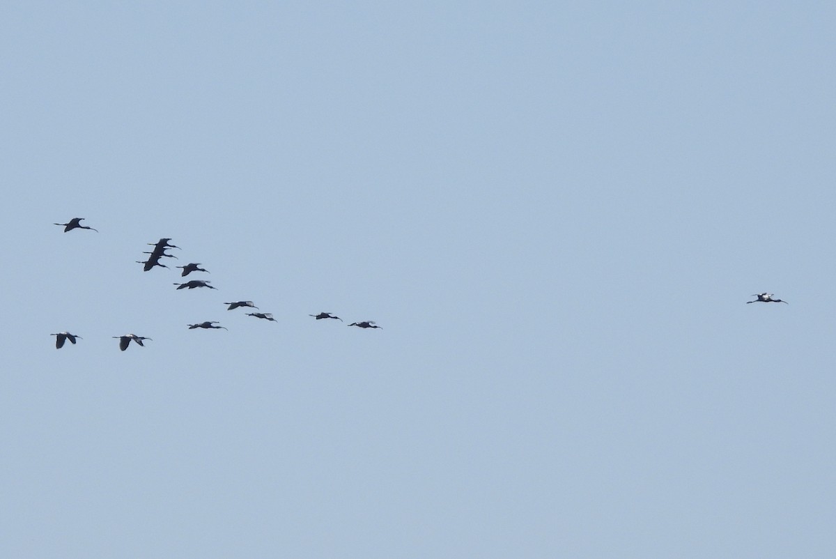 White-faced Ibis - ML616569463