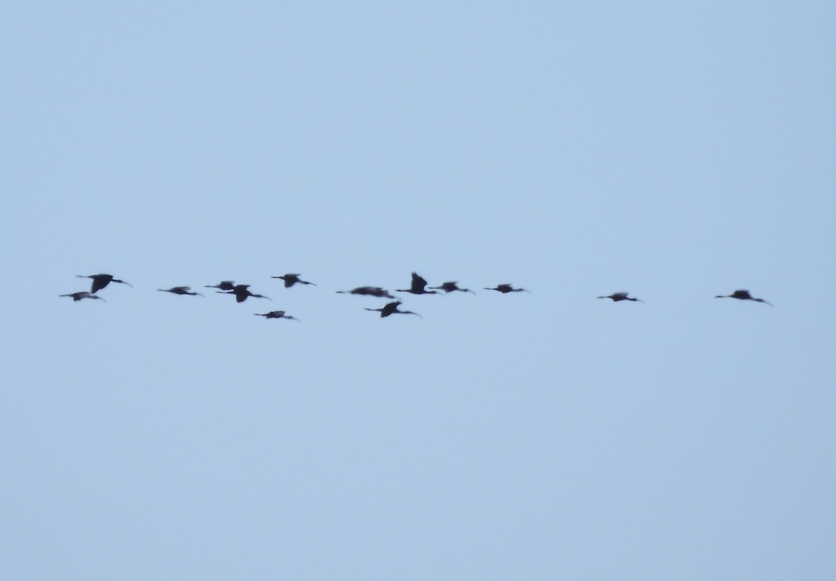 White-faced Ibis - ML616569468