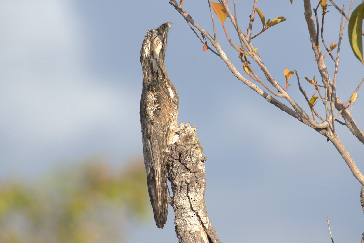 Common Potoo - John & Linda Prentice/Gindler