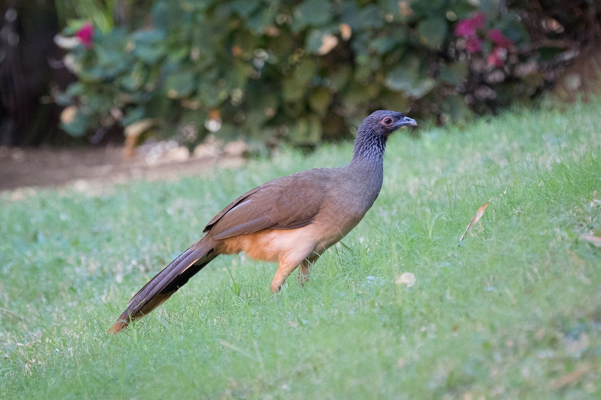 West Mexican Chachalaca - ML616569472