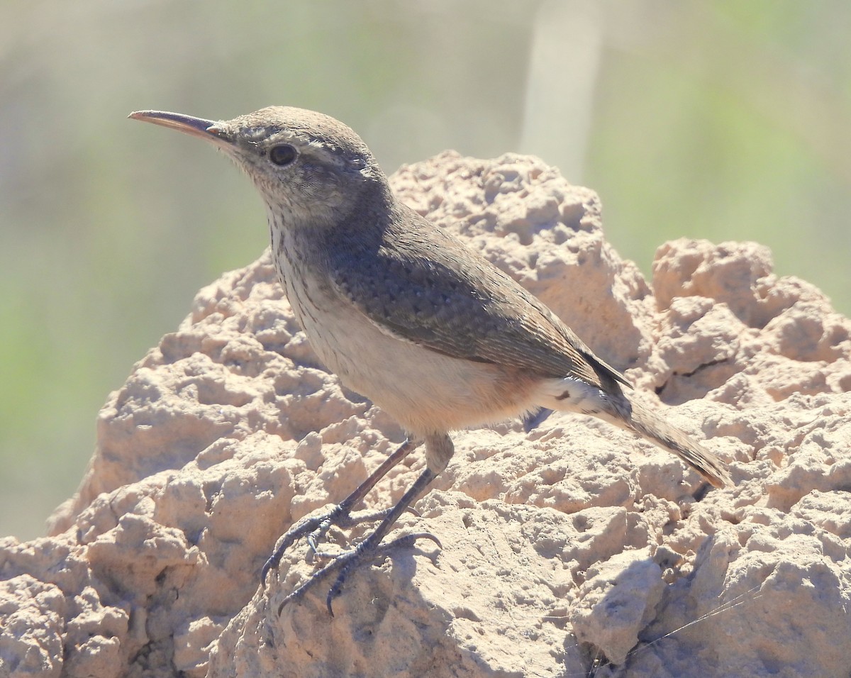 Rock Wren - ML616569474