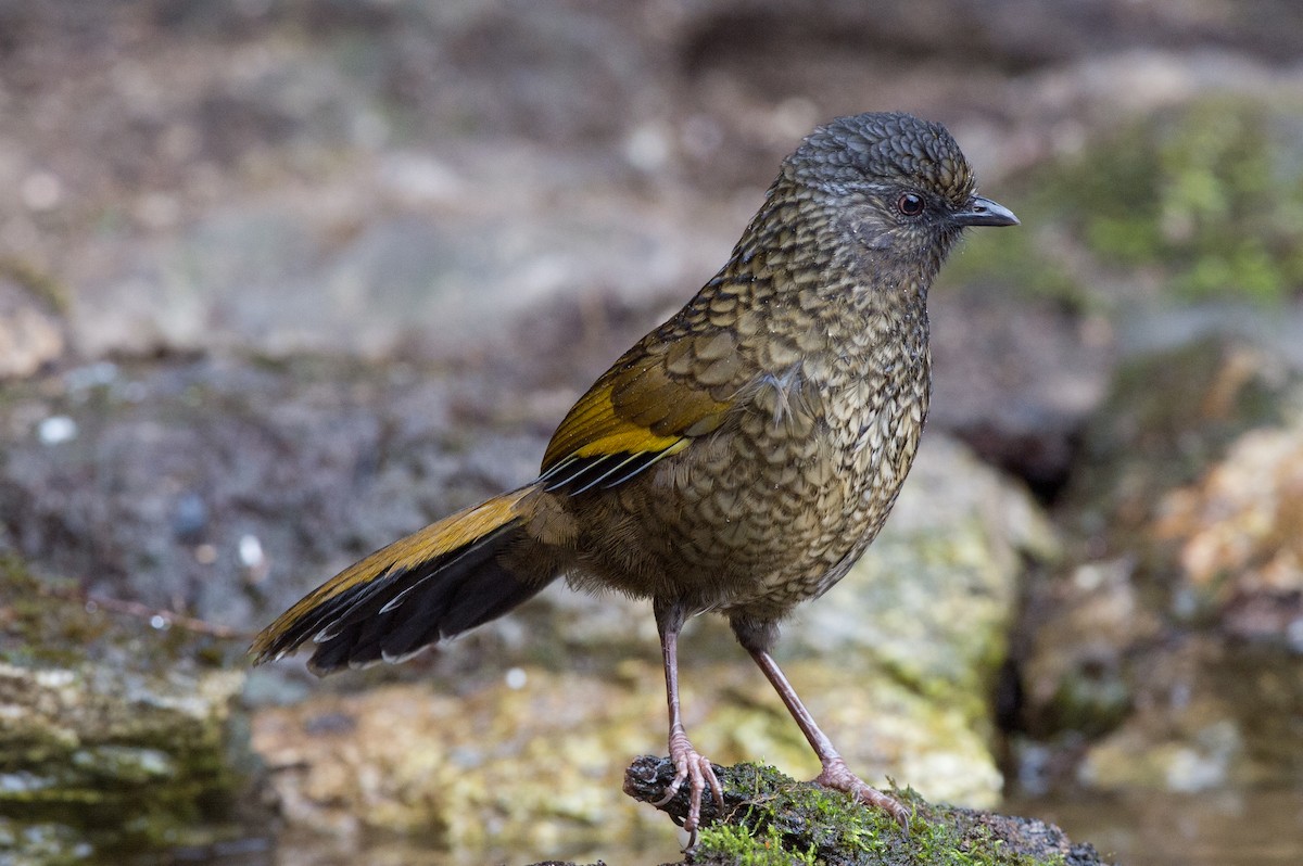 Scaly Laughingthrush - ML61656951