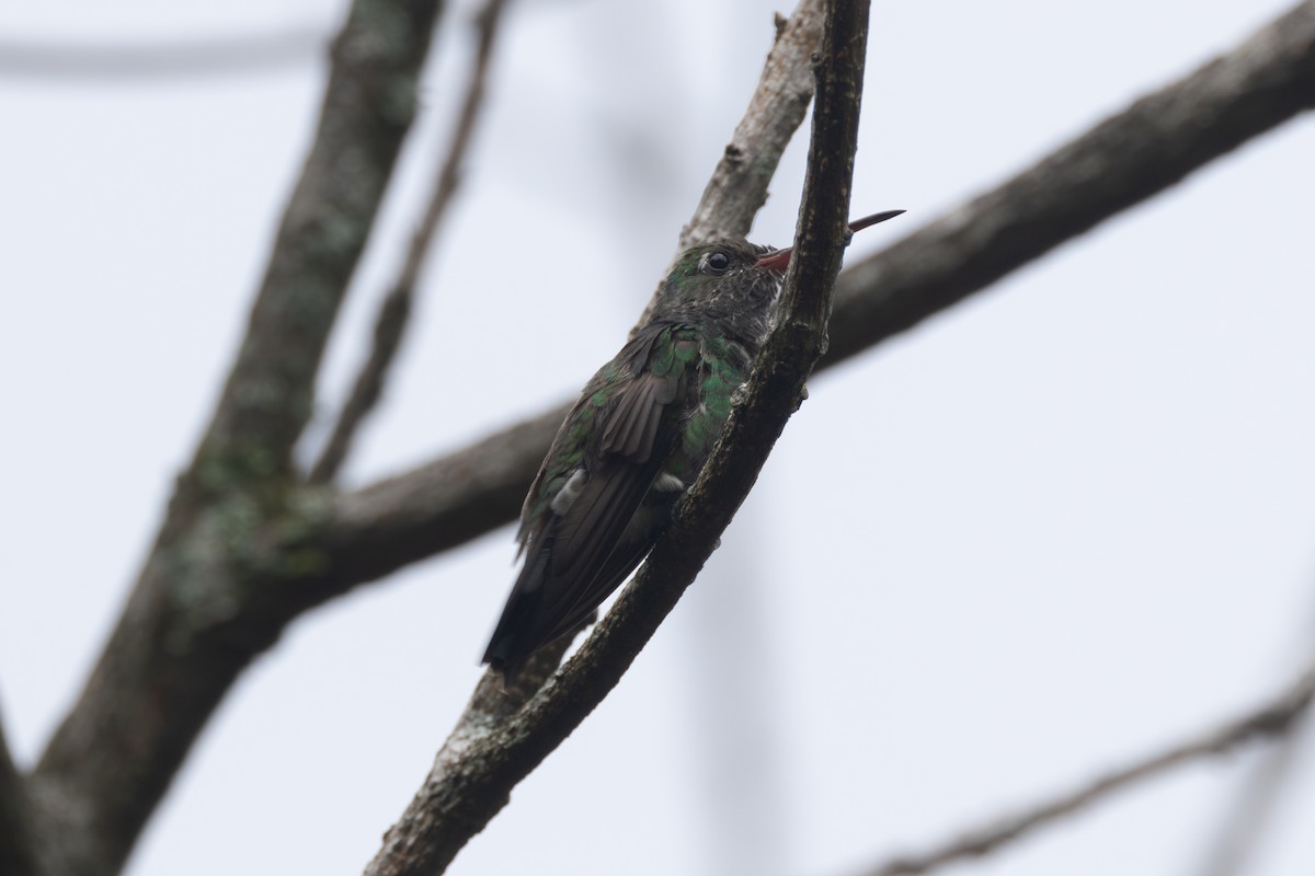 Glittering-throated Emerald - ML616569538