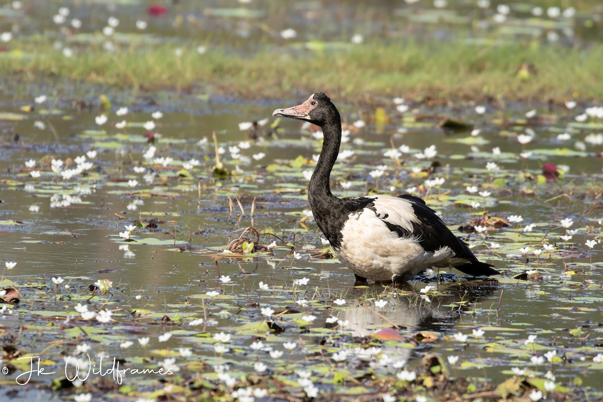 Magpie Goose - JK Malkoha