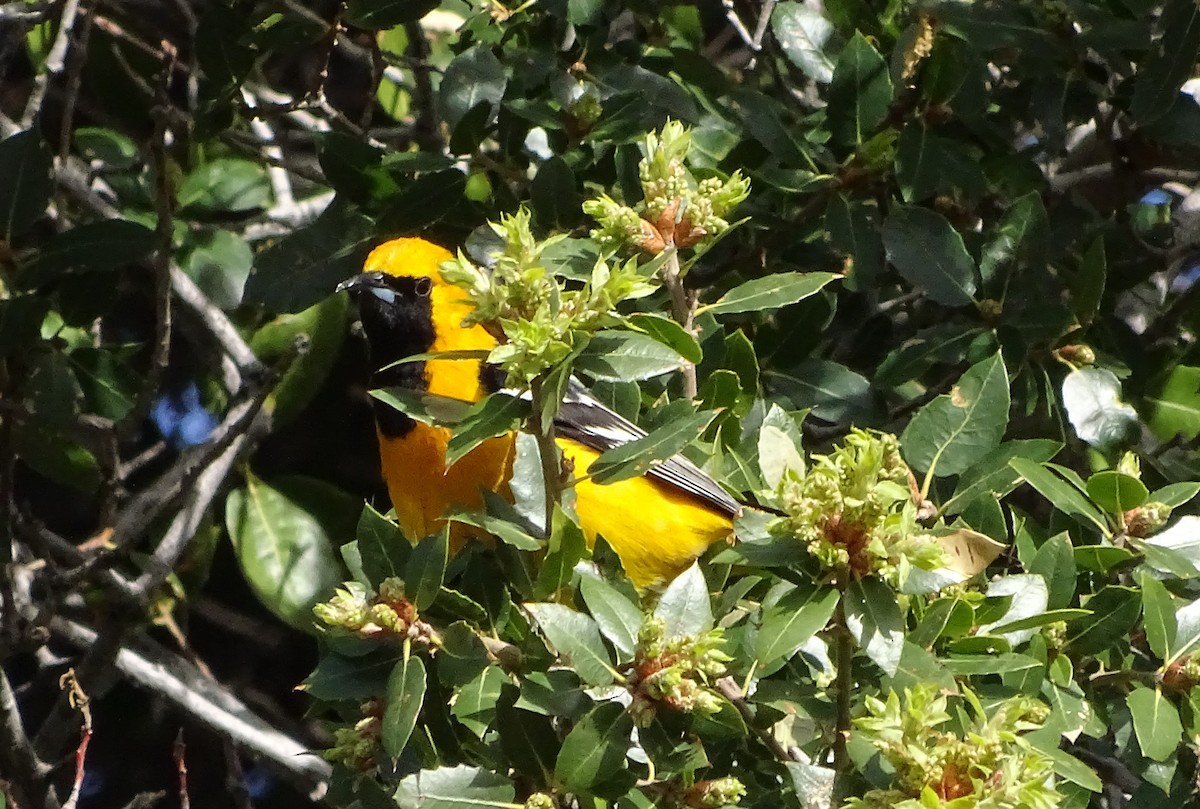 Hooded Oriole - ML616569589