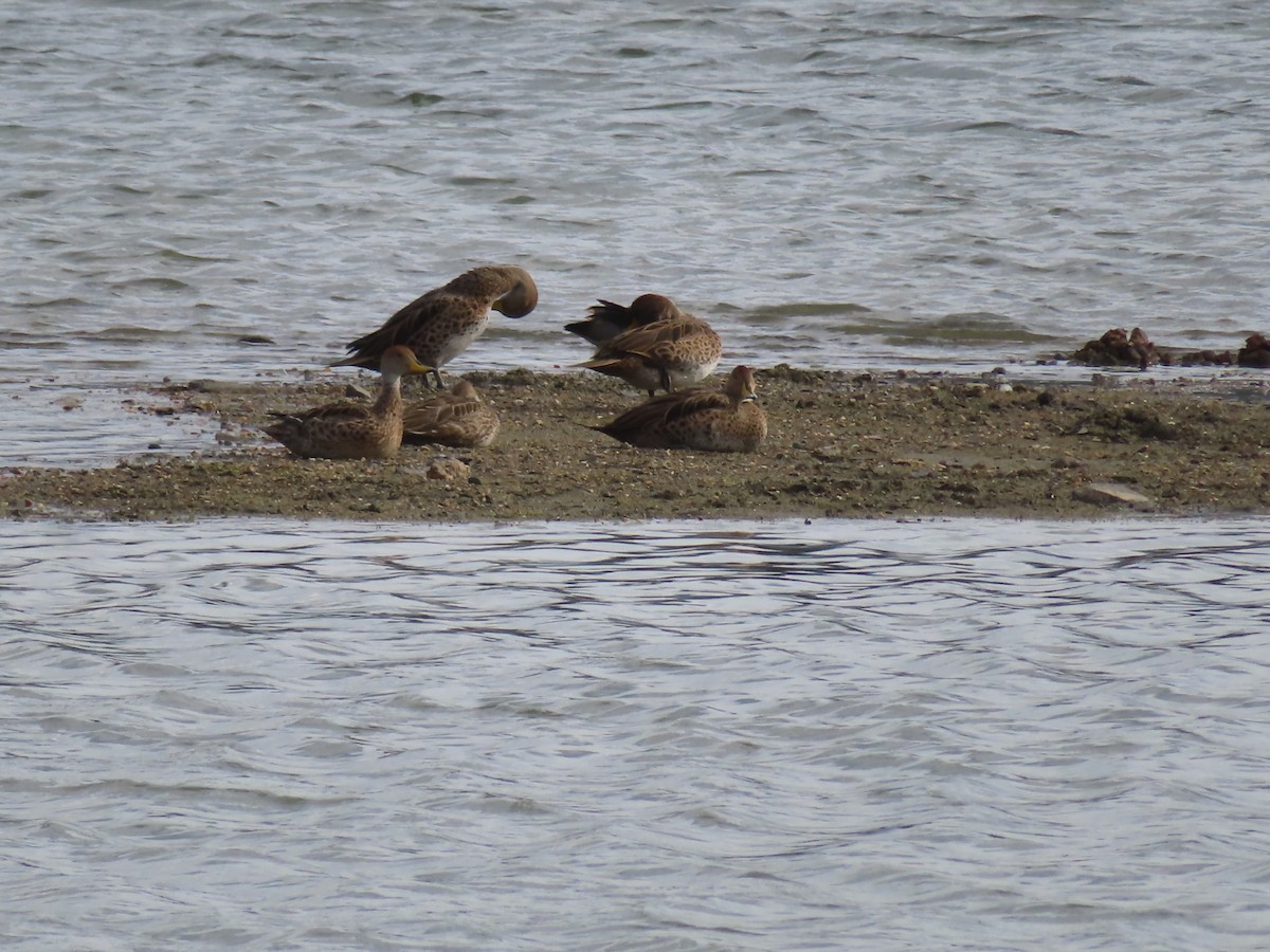 Yellow-billed Pintail - ML616569592