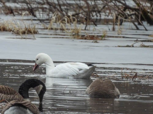 Snow Goose - ML616569643