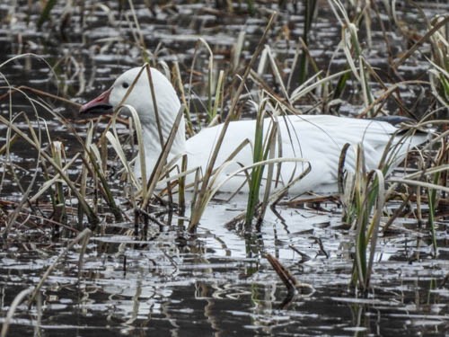 Snow Goose - ML616569646