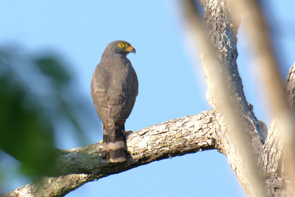 Gray-lined Hawk - ML616569662