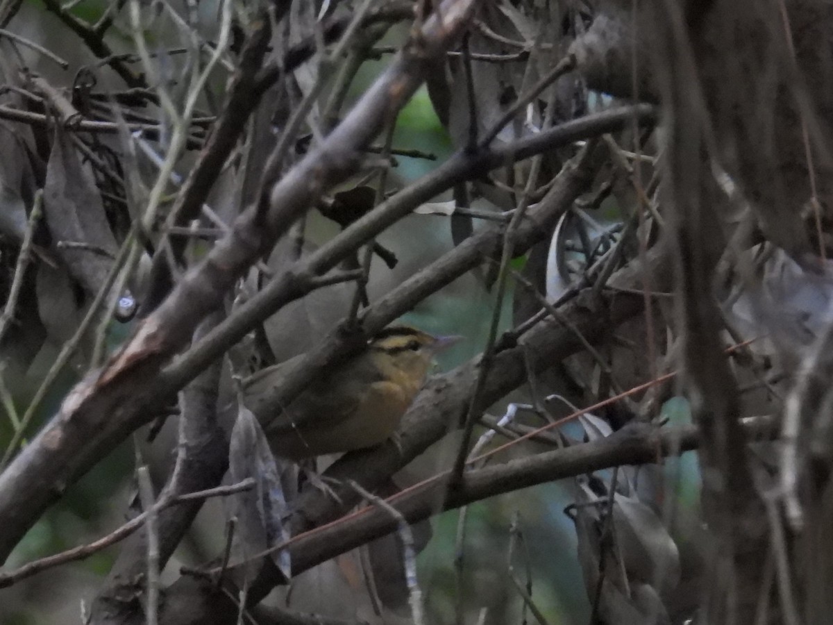 Worm-eating Warbler - c c