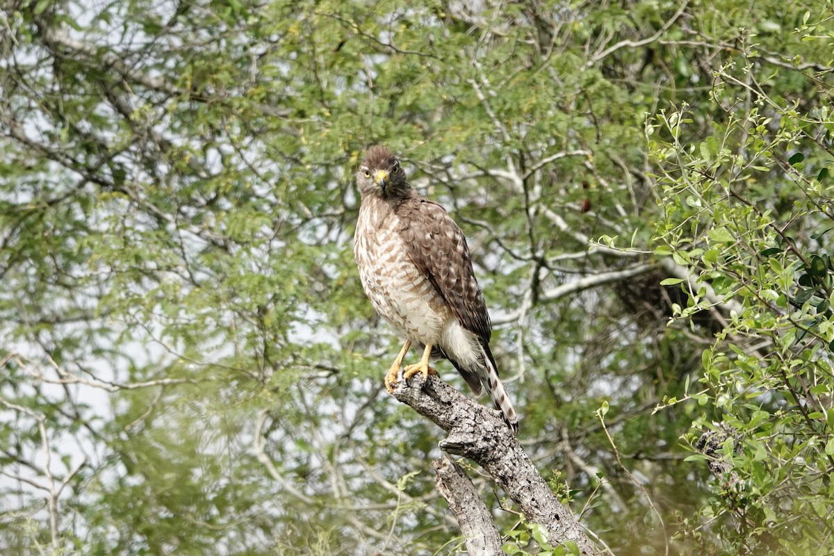 Roadside Hawk - ML616569675
